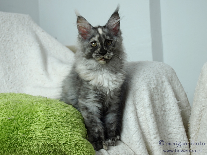 kocięta maine coon