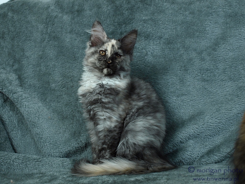 kocięta maine coon