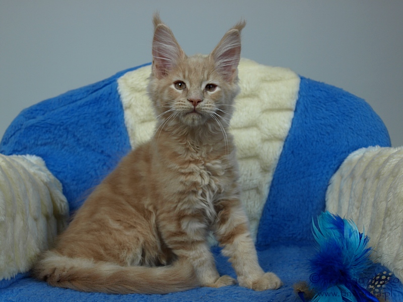 kocięta maine coon