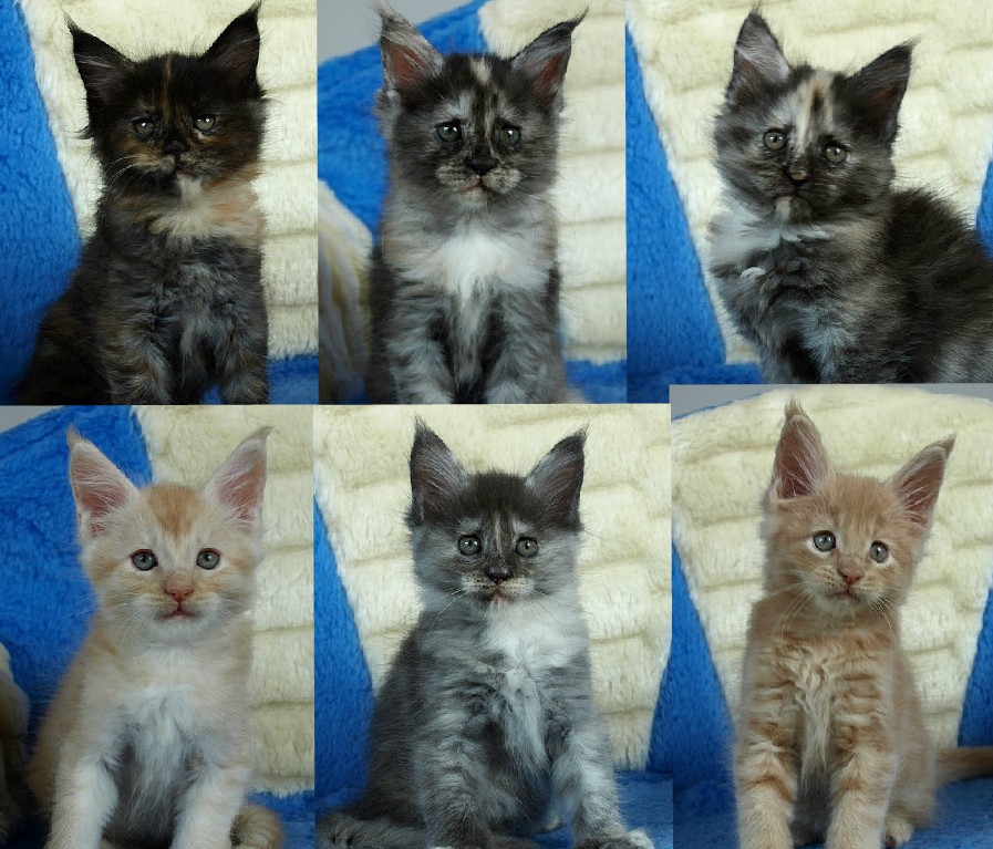 kocięta maine coon