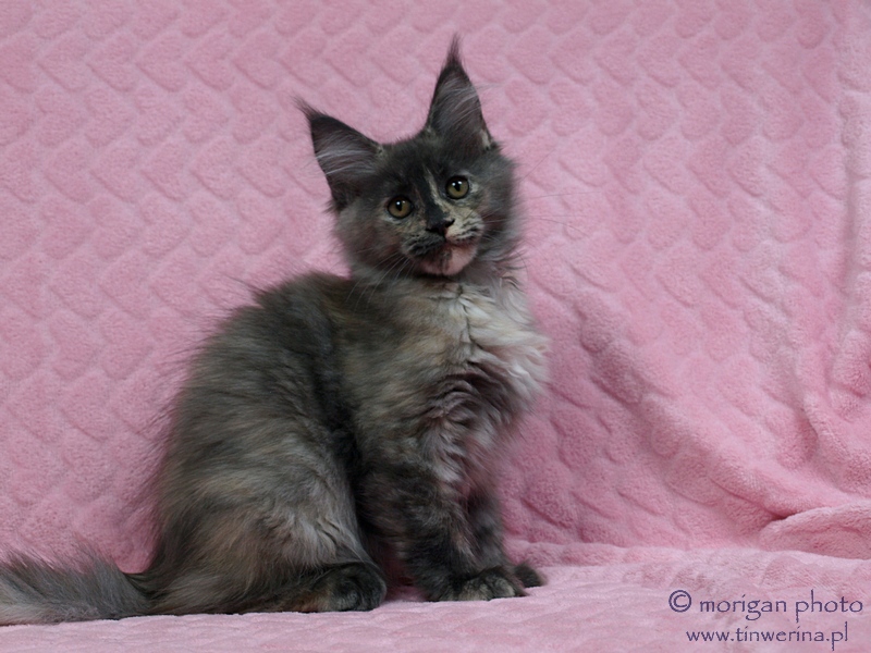kocięta maine coon