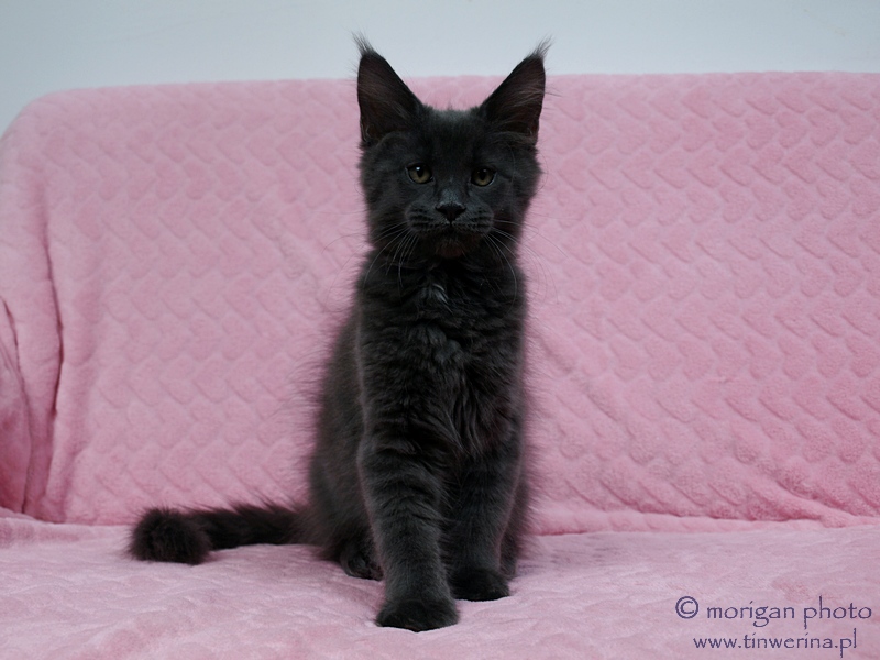 kocięta maine coon