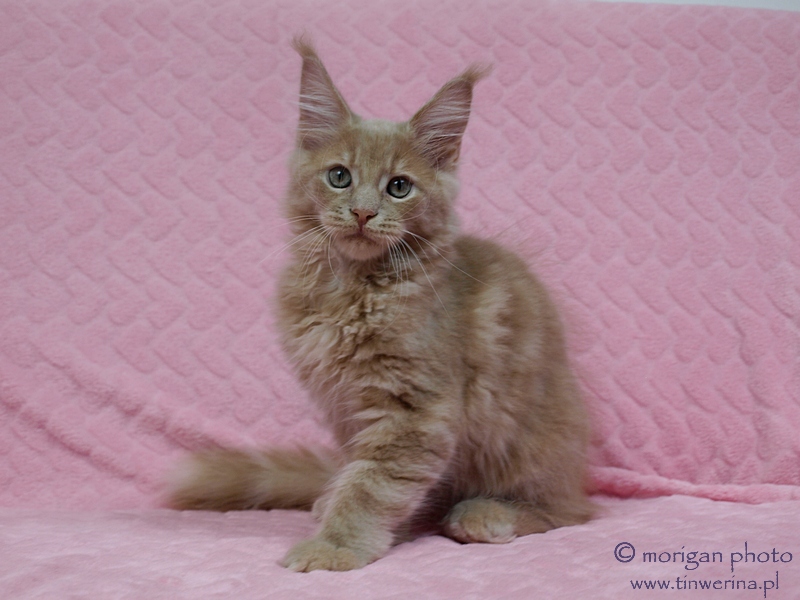 kocięta maine coon