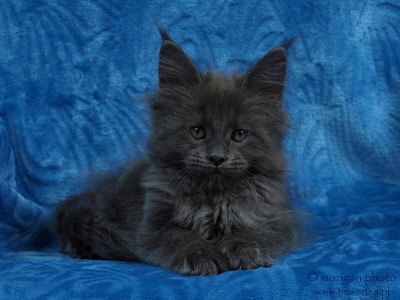 kocięta maine coon