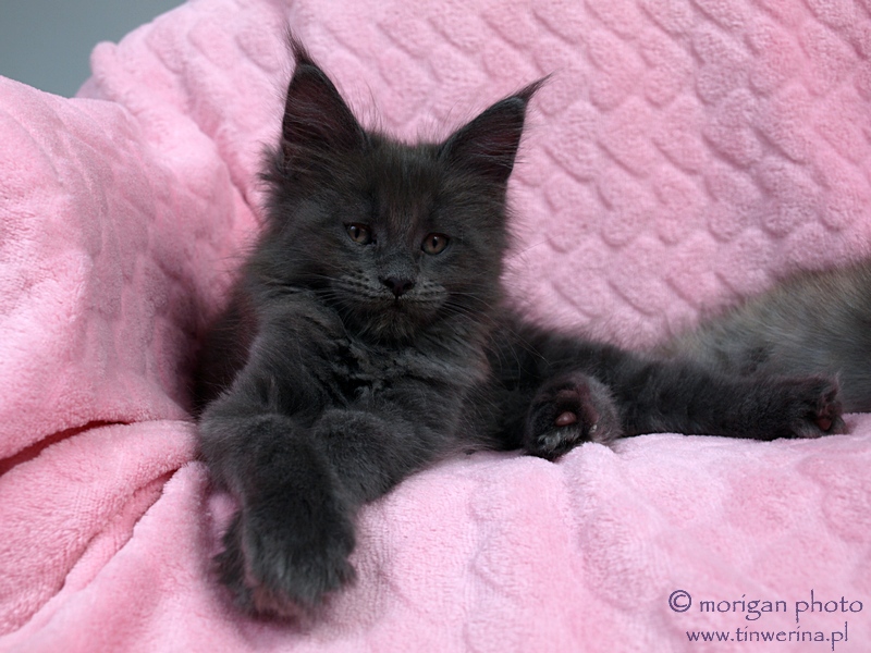 kocięta maine coon