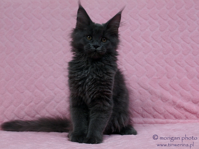 kocięta maine coon