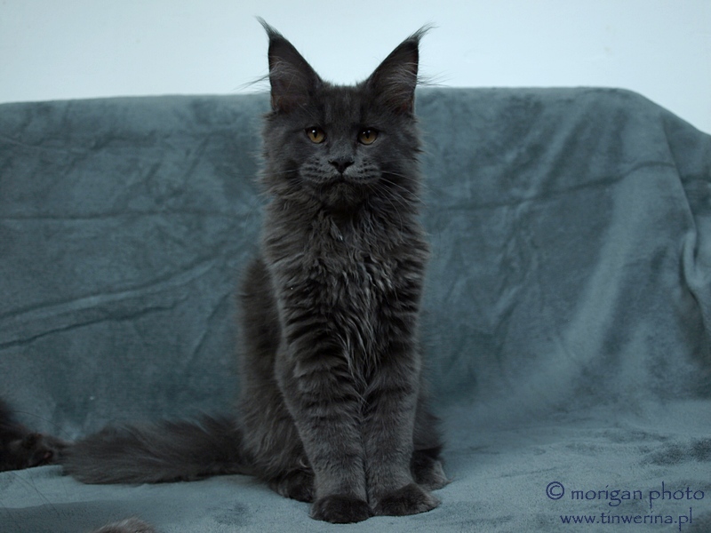 kocięta maine coon