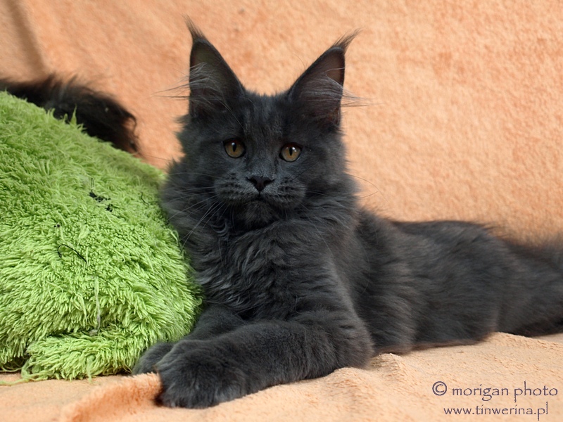 kocięta maine coon