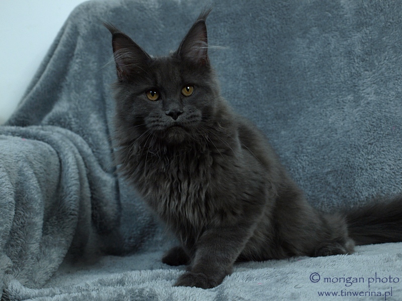 kocięta maine coon