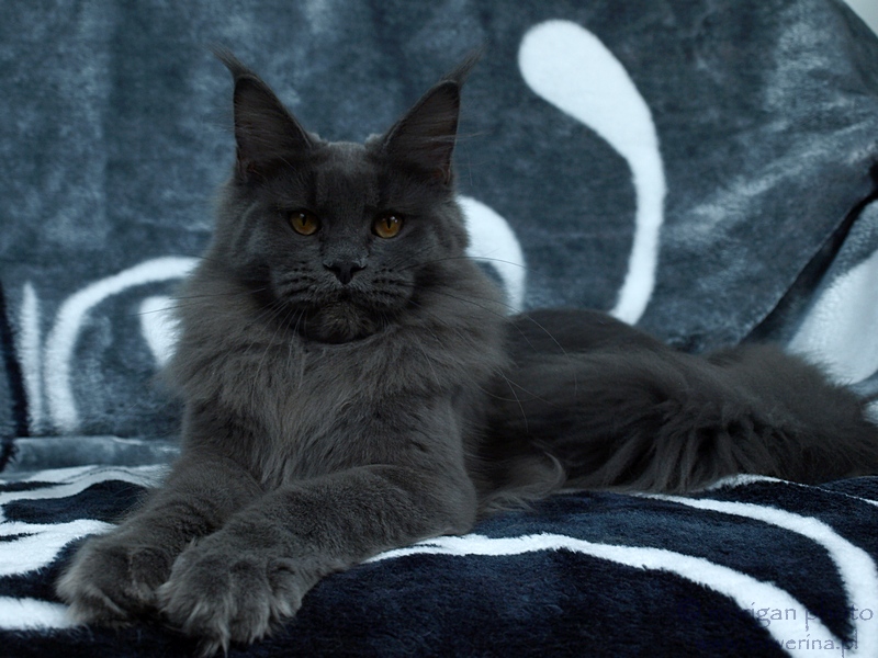 kocięta maine coon