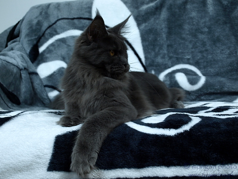 kocięta maine coon