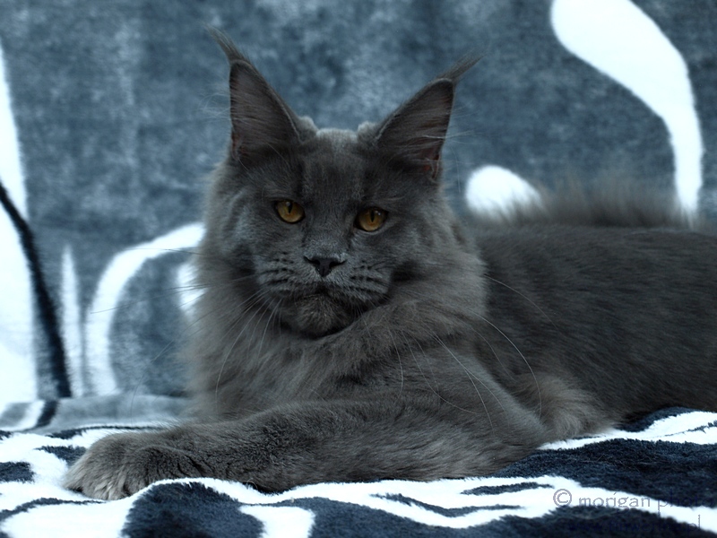 kocięta maine coon