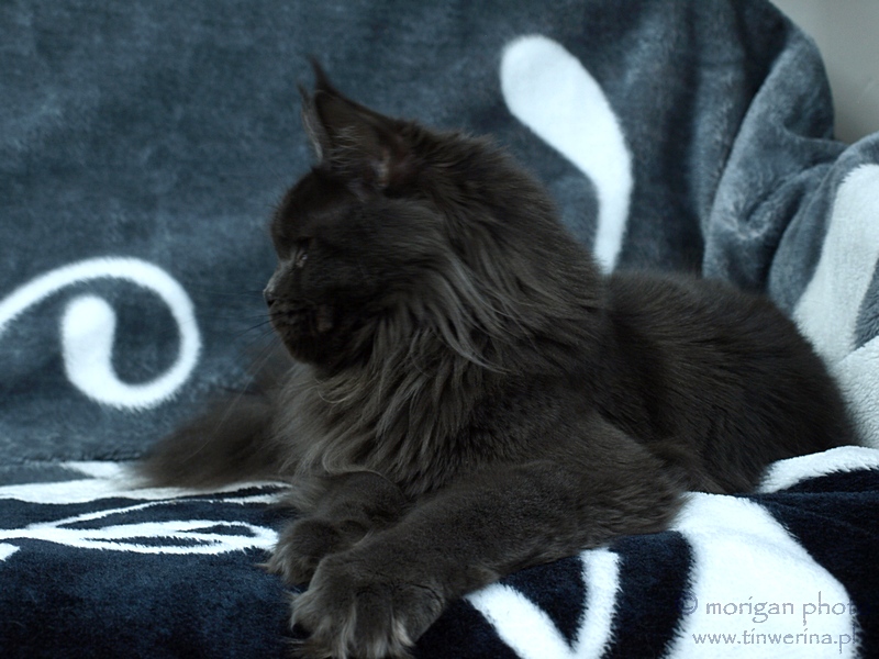 kocięta maine coon