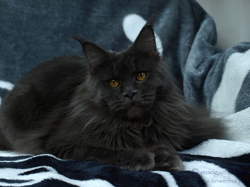 kocięta maine coon