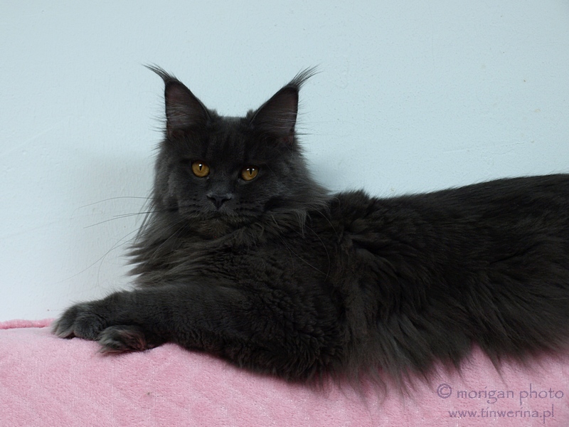 kocięta maine coon