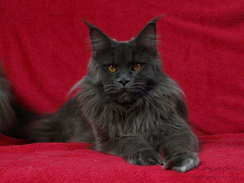 kocięta maine coon