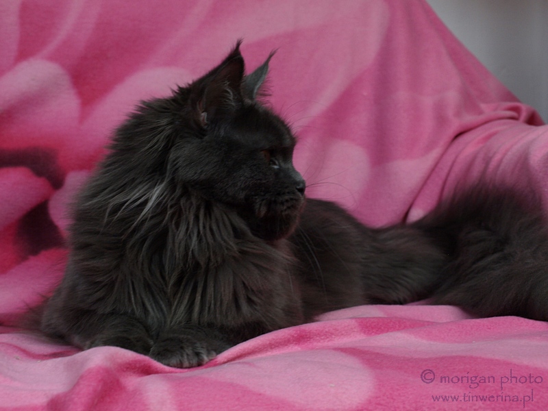 kocięta maine coon