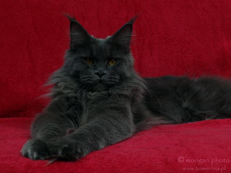 kocięta maine coon