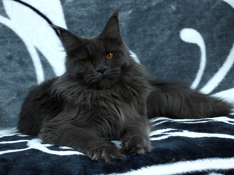 kocięta maine coon
