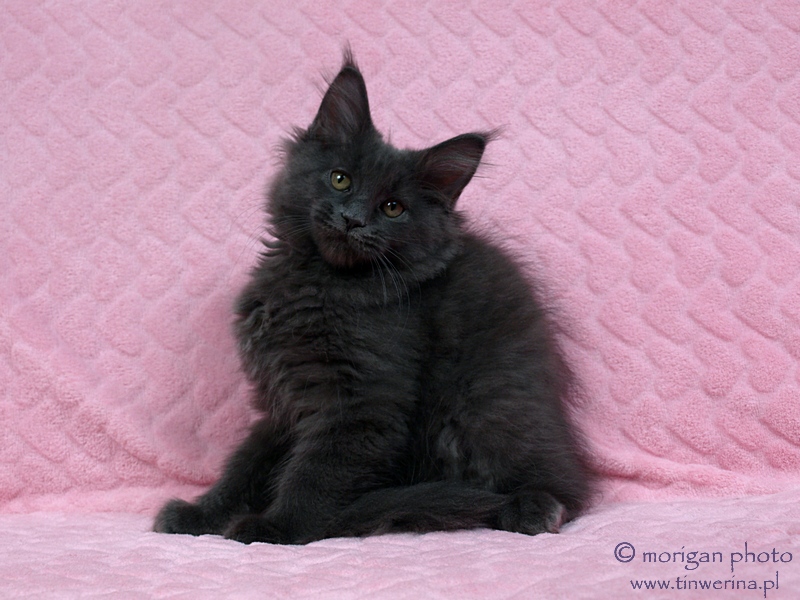 kocięta maine coon