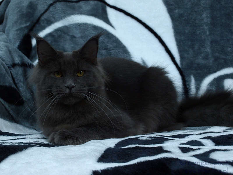 kocięta maine coon