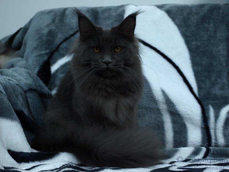 kocięta maine coon