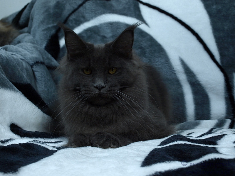 kocięta maine coon