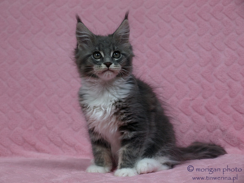 kocięta maine coon