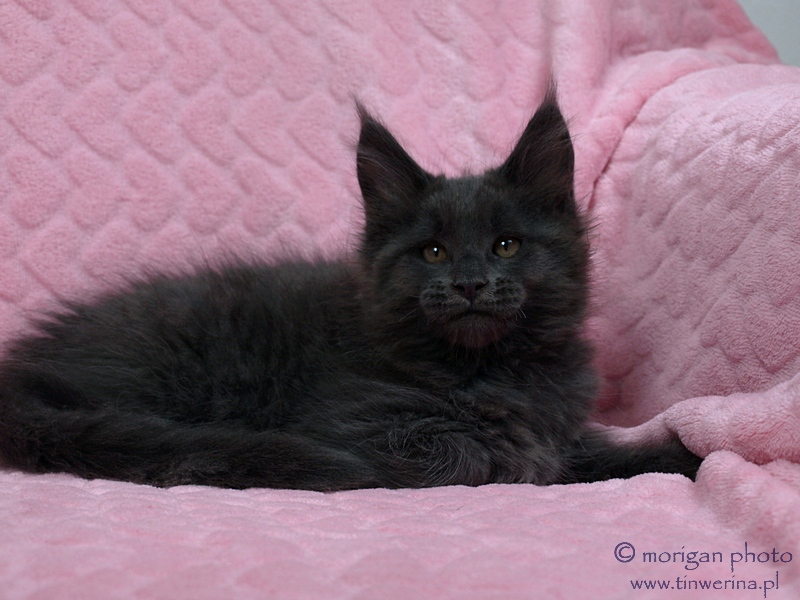 kocięta maine coon