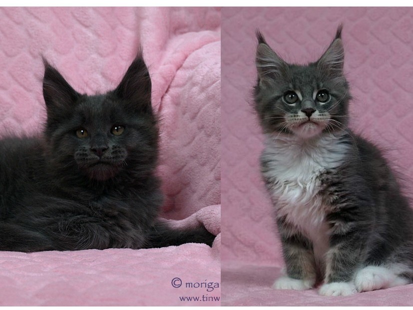 kocięta maine coon