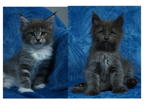 kocięta maine coon