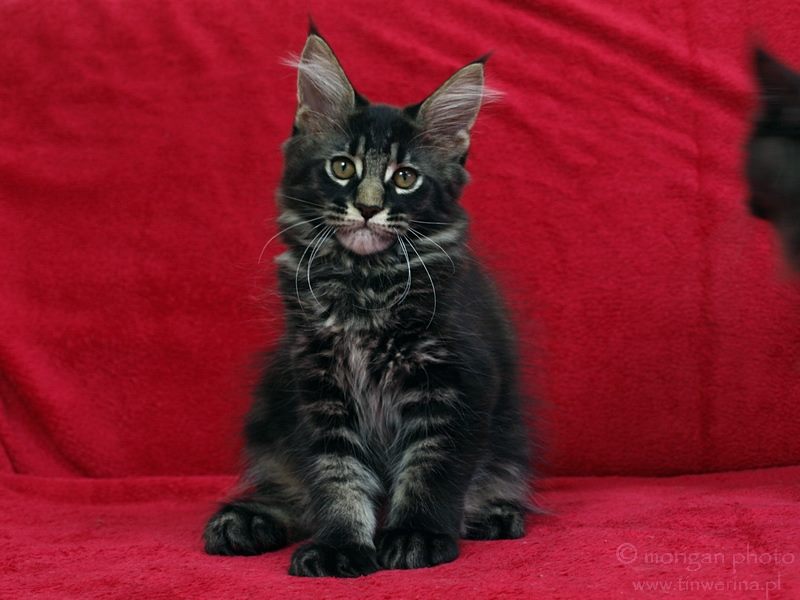 kocięta maine coon
