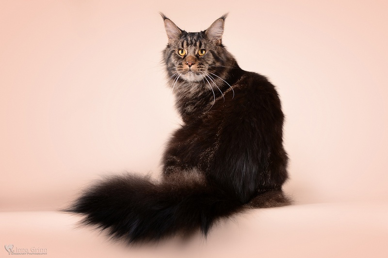 kocięta maine coon