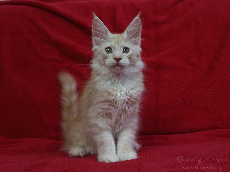 kocięta maine coon