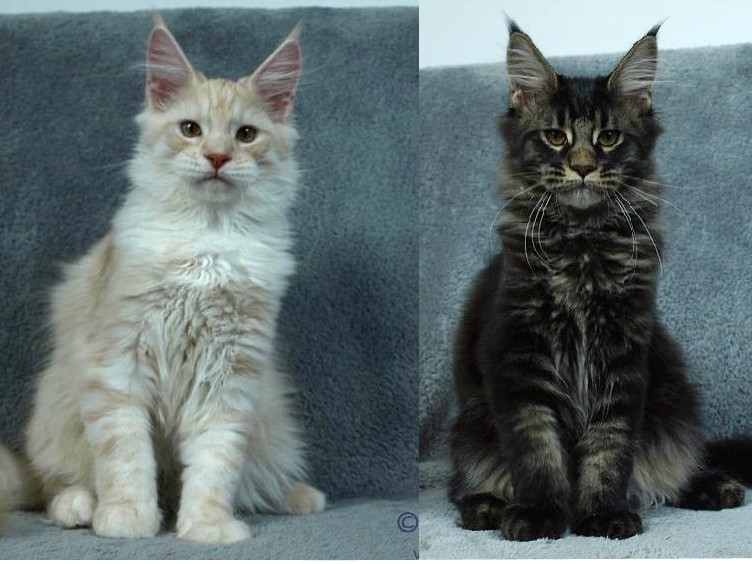 kocięta maine coon