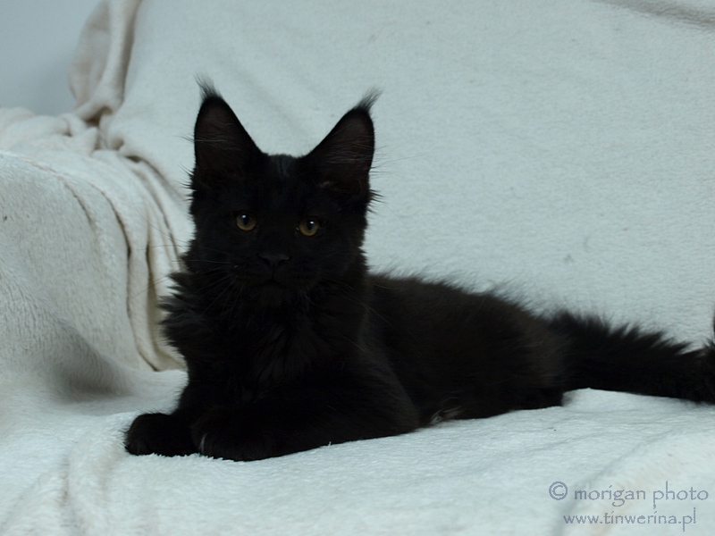kocięta maine coon