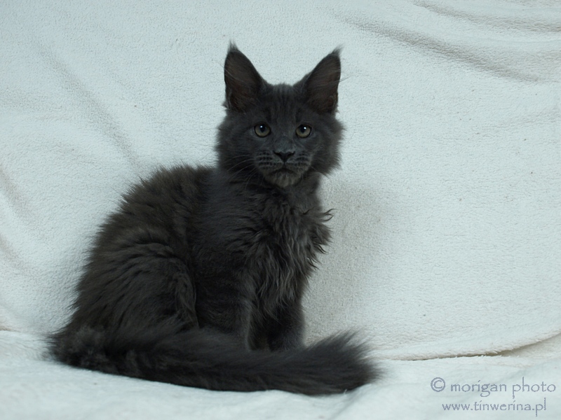 kocięta maine coon
