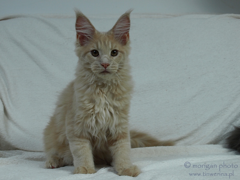 kocięta maine coon