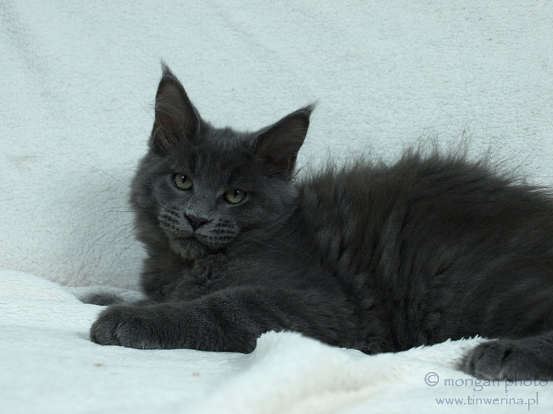 kocięta maine coon