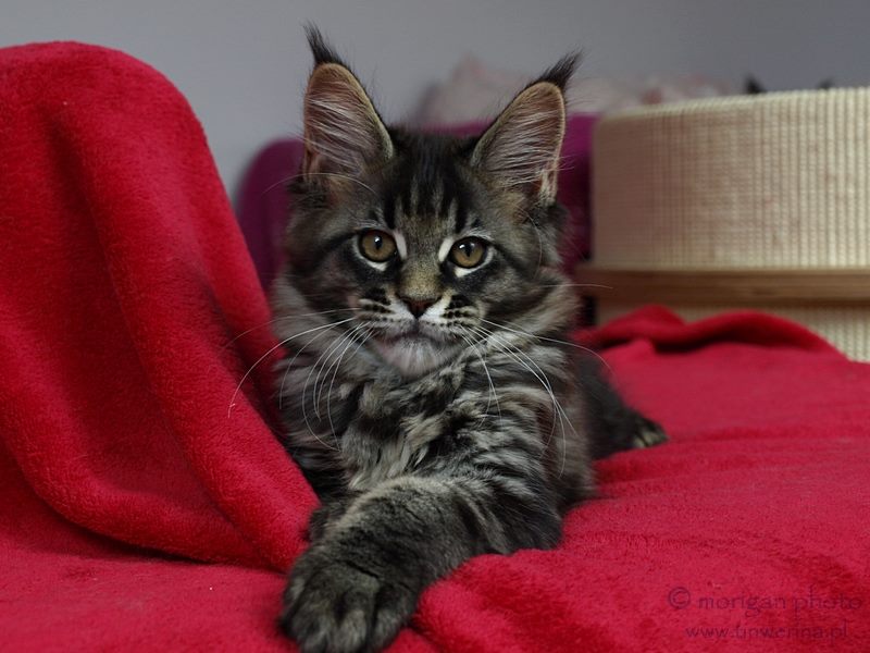 kocięta maine coon