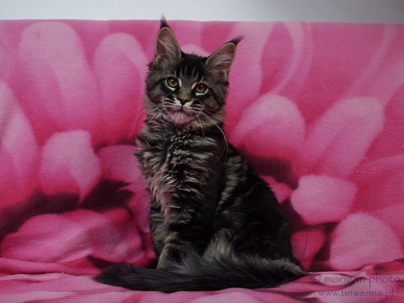 kocięta maine coon