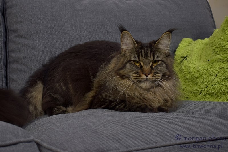 kocięta maine coon