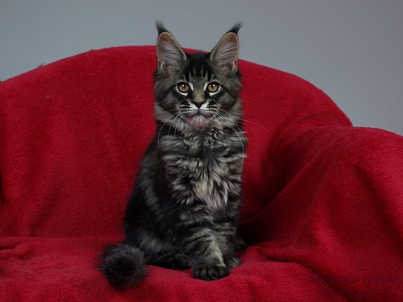 kocięta maine coon