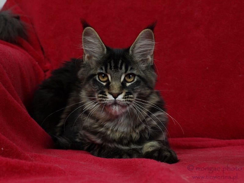 kocięta maine coon