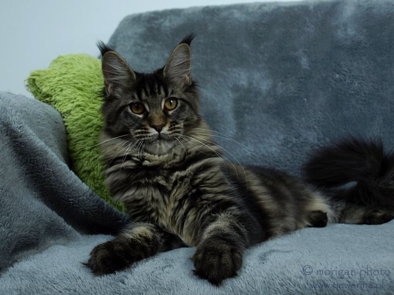 kocięta maine coon