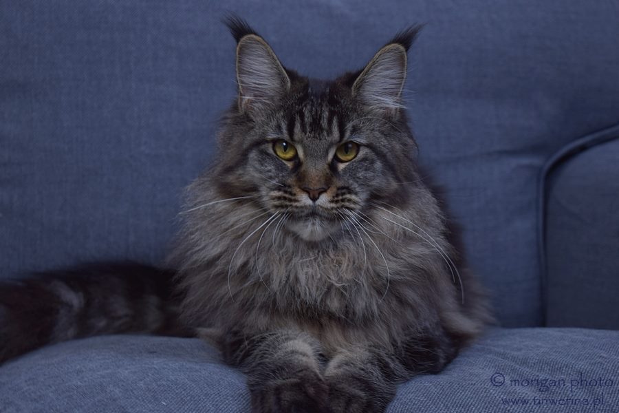 kocięta maine coon