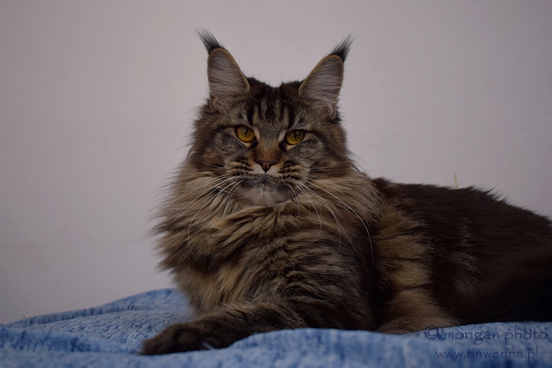 kocięta maine coon