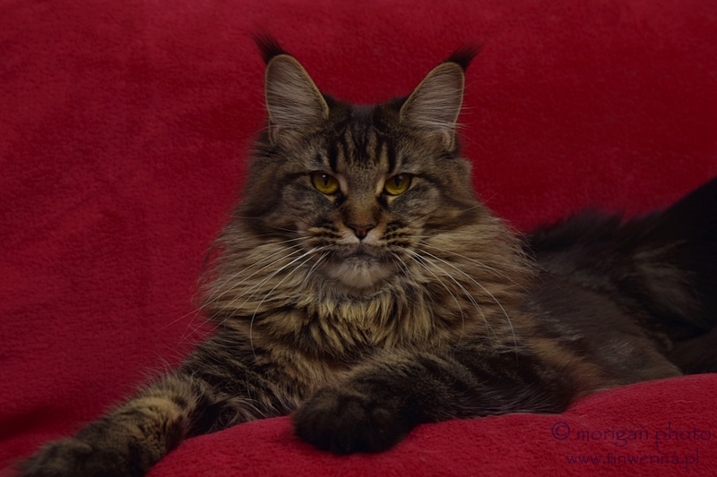 kocięta maine coon