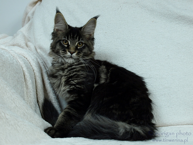 kocięta maine coon