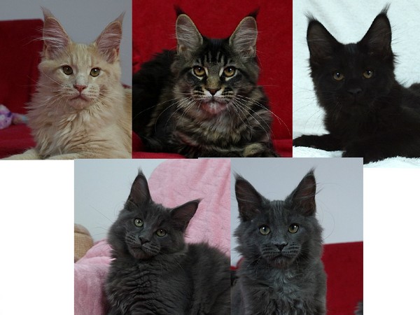 kocięta maine coon